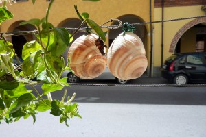 Cherasco snails