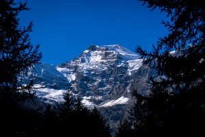 Gran Paradiso snow capped mountains with alpine trees