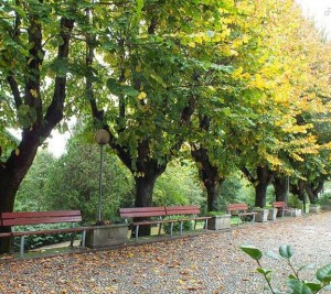 Park in Turin. Benches in the park