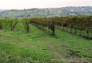 Piedmont wine vineyards with village in distance