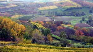 Asti vineyards in the fall