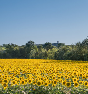 Monferrato with sunflower field