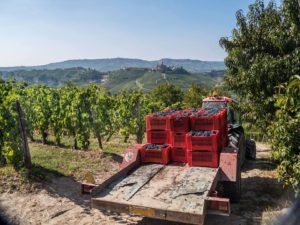 Barolo wine vineyards with a small truck towing grapes in crates and Barolo village in the distance