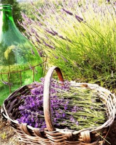 Agriturismo Verdita lavendar basket at their lavender farm in Piedmont