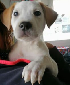 Amici di Zampa dog and cat refuge in Alba with Aron a dog waiting for adoption