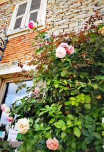 Pretty roses adorn the small village of Bossolasco in the Alta Langa